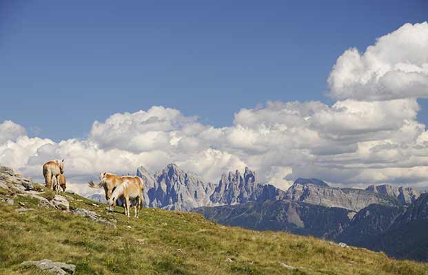 Pferde und im Hintergrund die Berg