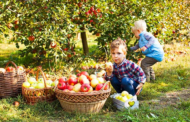 Kleine Kinder ernten Äpfel